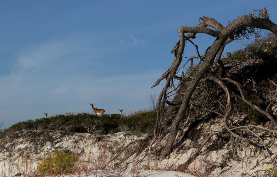 Deer at Cape San Blas.