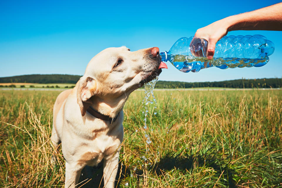 Ensure your dog remains hydrated to help prevent over heating. (Getty Images)