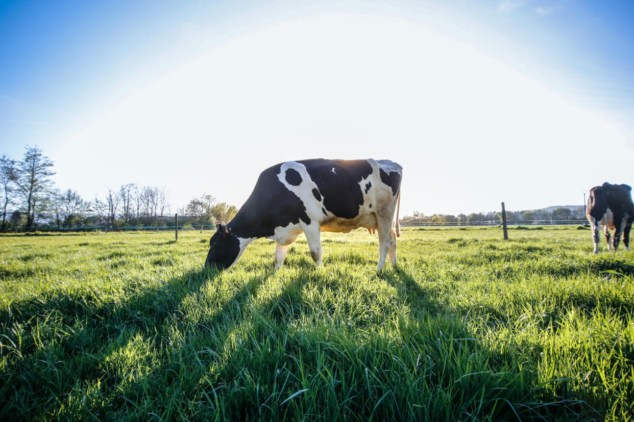 Biochar could be the key to reducing carbon emissions in the dairy industry.