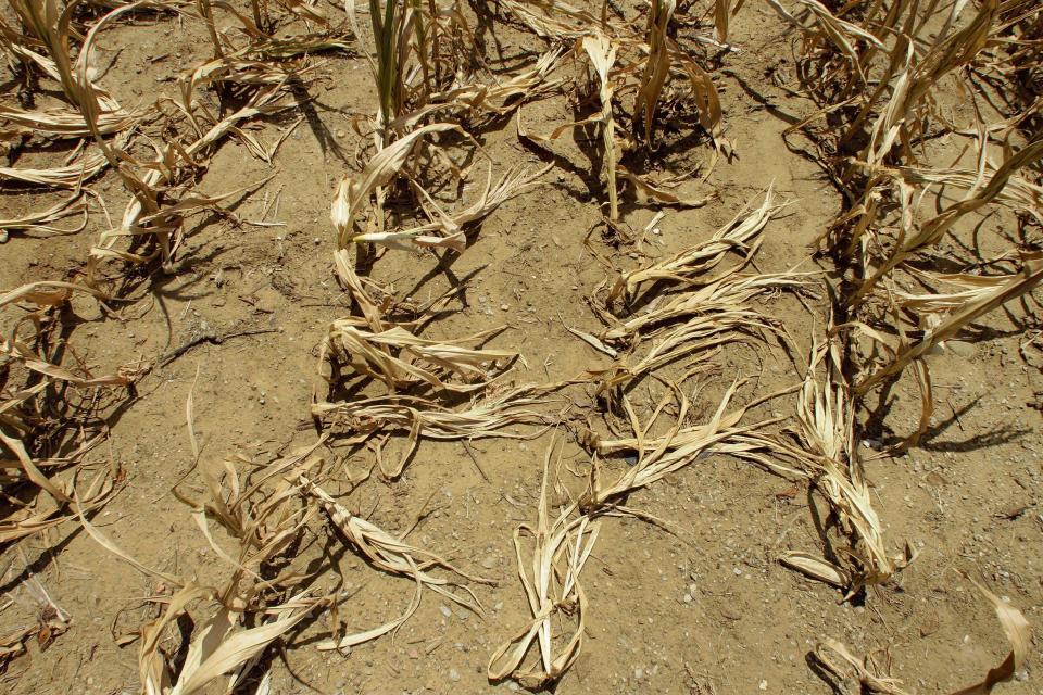 Corn stalks struggling from lack of rain and a heat wave covering most of the country lie flat on the ground Monday, July 16, 2012 in Farmingdale, Ill. The nation's widest drought in decades is spreading. More than half of the continental U.S. is now in some stage of drought, and most of the rest is abnormally dry. (AP Photo/Seth Perlman)