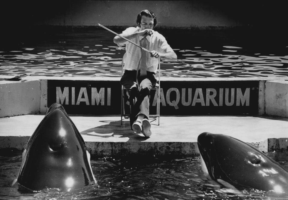 Jim Turner serenades the killer whales, Hugo, left, and Lolita, at the Seaquarium. with Bach sonatas on his musical saw. Turner played for 20 minutes to the attentive pair, and tagged them “a great audience.”