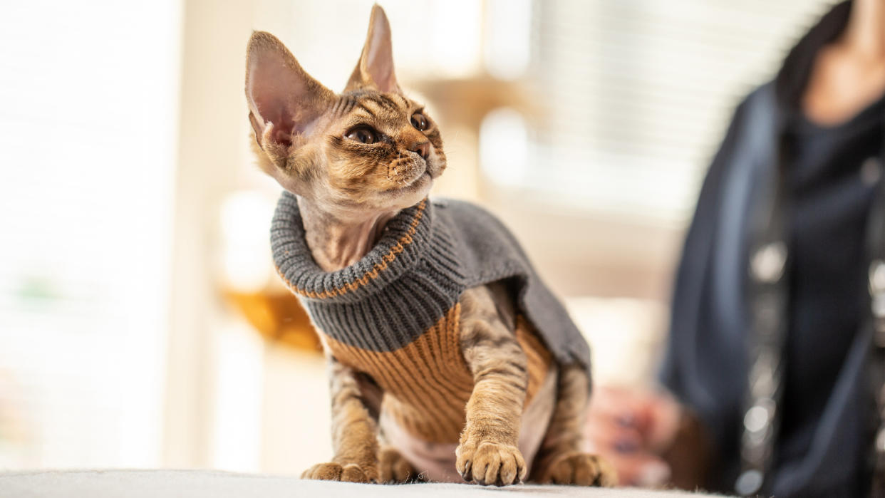 Devon rex wearing jumper