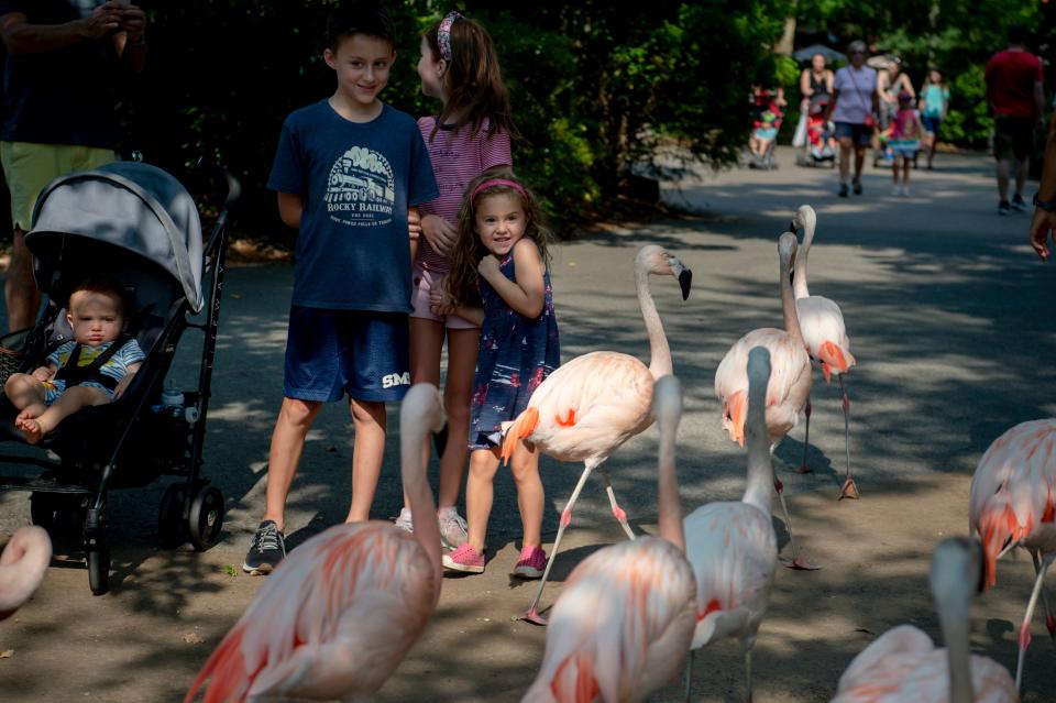 Visitors watch flamingos parade past on their morning walk at the Nashville Zoo.