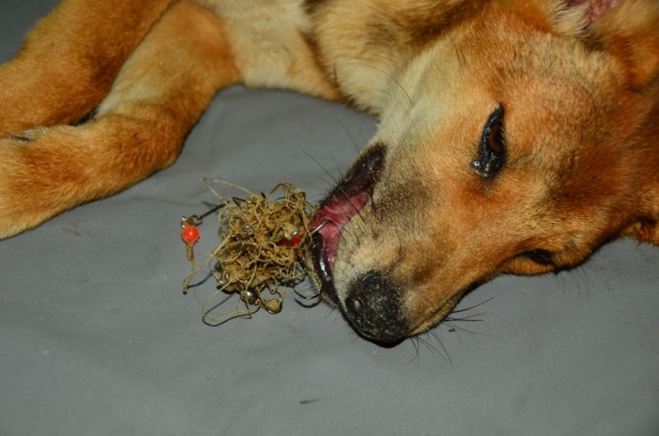 A dingo with a lot of fishing line in its mouth.