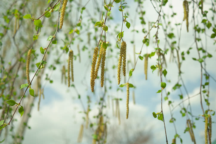 Getty birch alder allergy