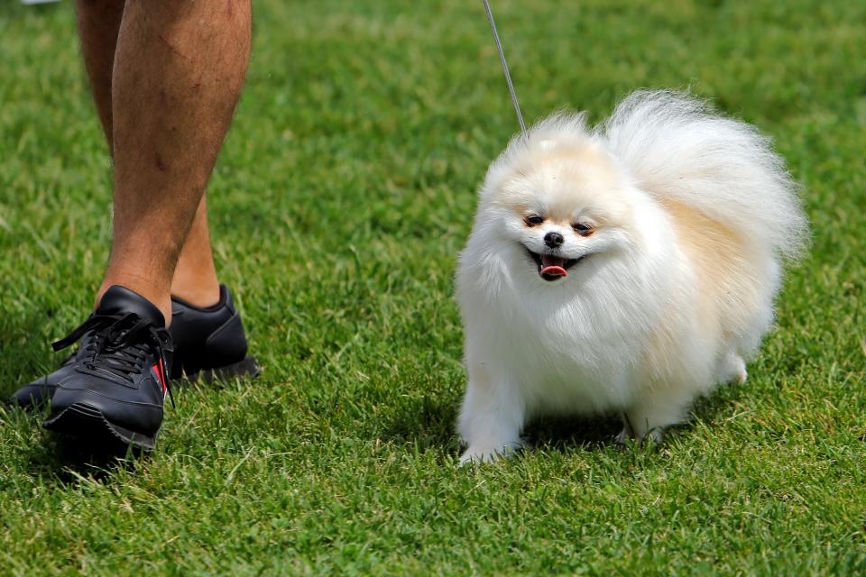 A person walks a fluffy Pomeranian dog on grass. The person is only partially visible, showing their legs and black shoes