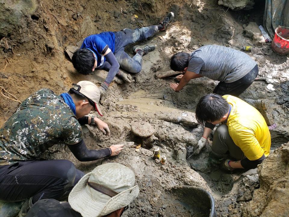 台灣地質年代年輕，鮮少發現完整大型脊椎動物化石，今年10月卻在恆春頭溝發掘出一具距今約8萬5000年、全長超過15公尺的鯨魚化石。圖片來源：國立自然科學博物館提供