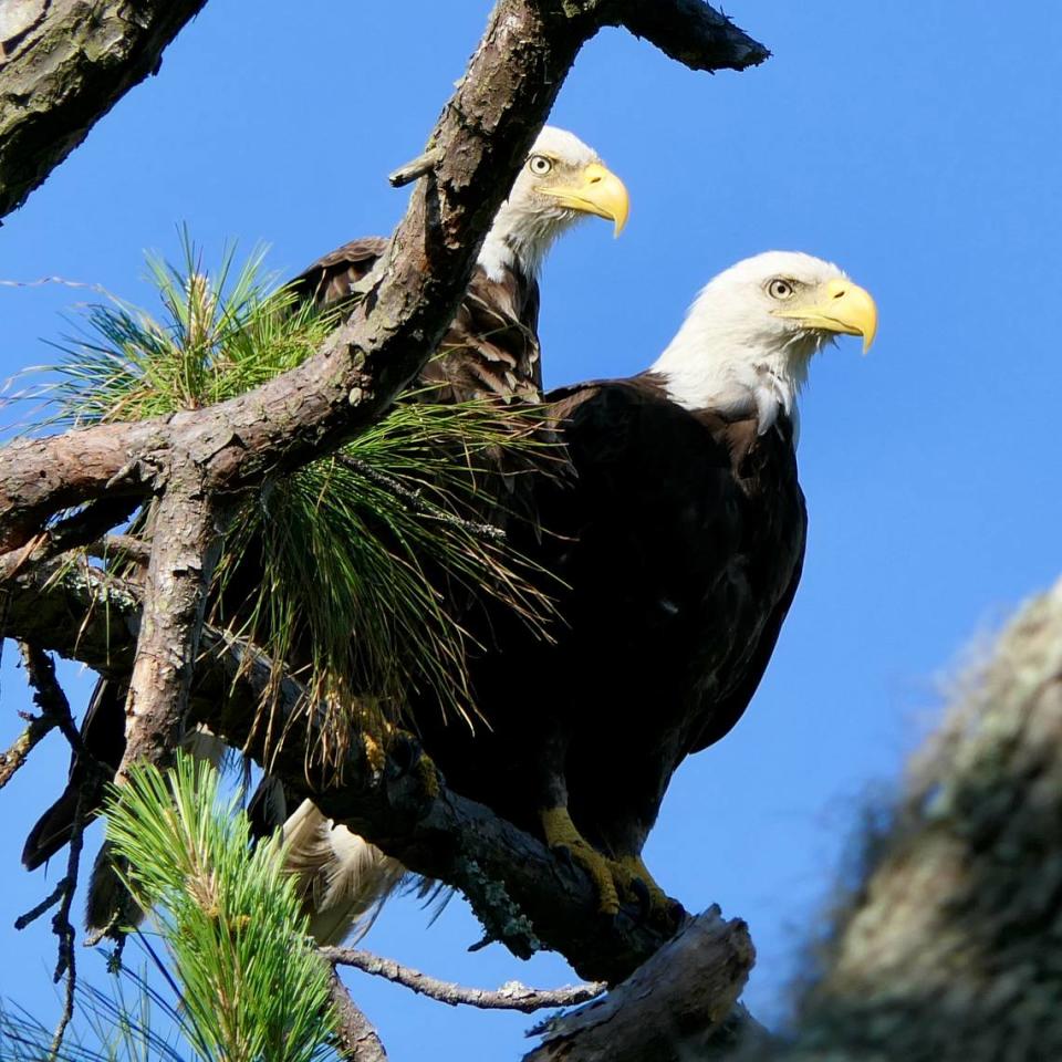 A photograph taken by Tom Schmitz of two Bald Eagles on his property. Tom Schmitz
