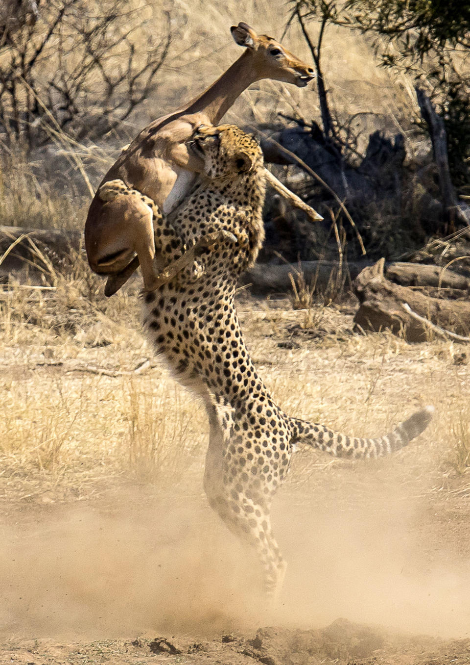 <p>A cheetah catches an impala in midair in the Pilanesberg National Park in South Africa. (Photo: Deon Hoon/Caters News) </p>