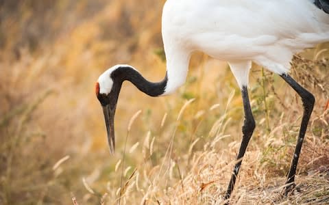 Red-crowned crane