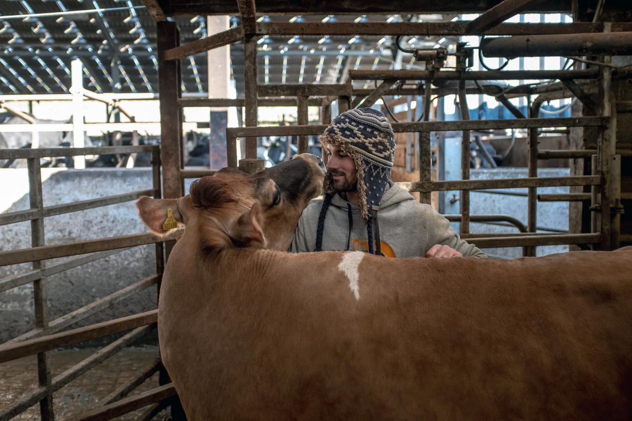 Ganado desayunando en la granja Brades en Lancaster, Inglaterra, el 6 de marzo de 2020. (Andrew Testa/The New York Times)