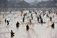 <p>Indian villagers take part in a community fishing event at Goroimari Lake in Panbari, some 50 kms from Guwahati, on January 14, 2016. </p>