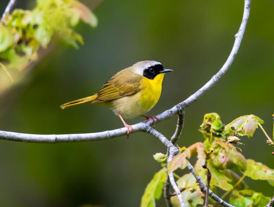 A Common yellowthroat, a warbler with a black mask commonly seen around Rhode Island in the spring and summer.