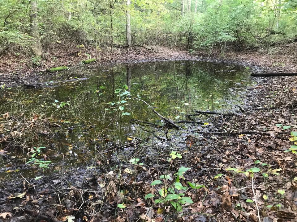 Vernal pools are breeding grounds in the spring for frogs, salamanders and fairy shrimp.