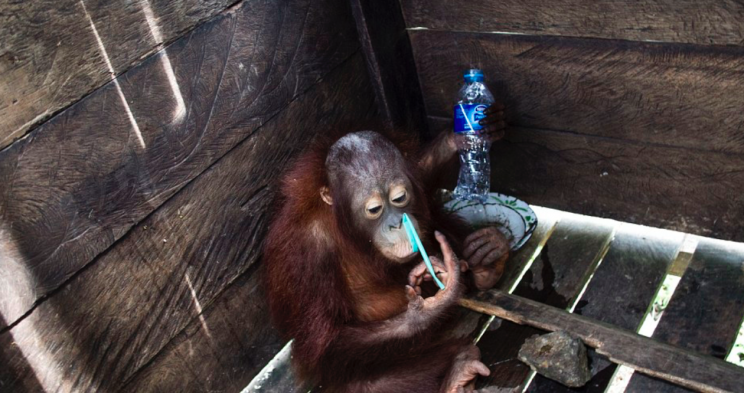 The orangutan had nothing but an empty bottle and a straw to play with (International Animal Rescue)