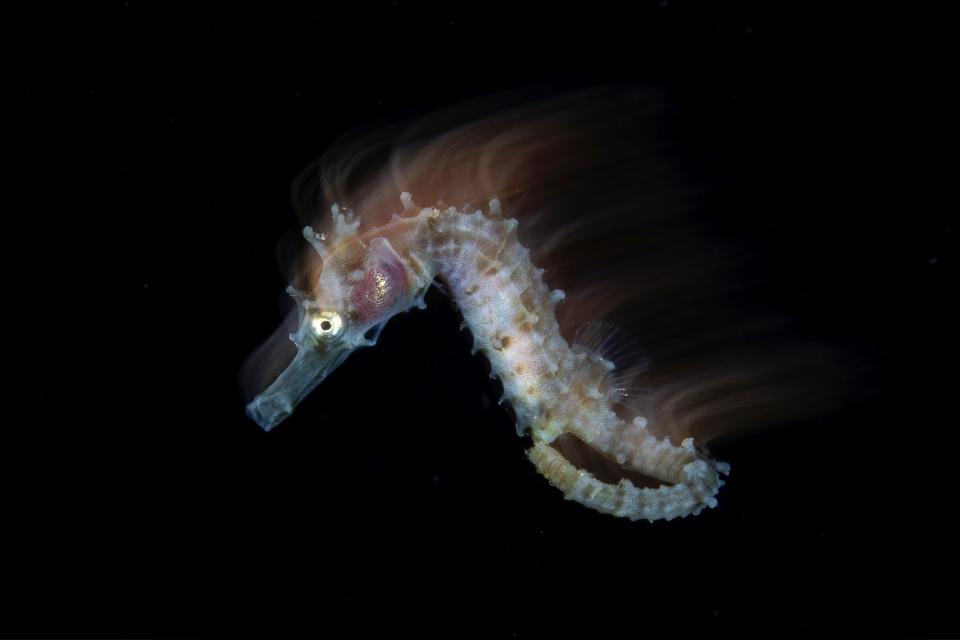 seahorse