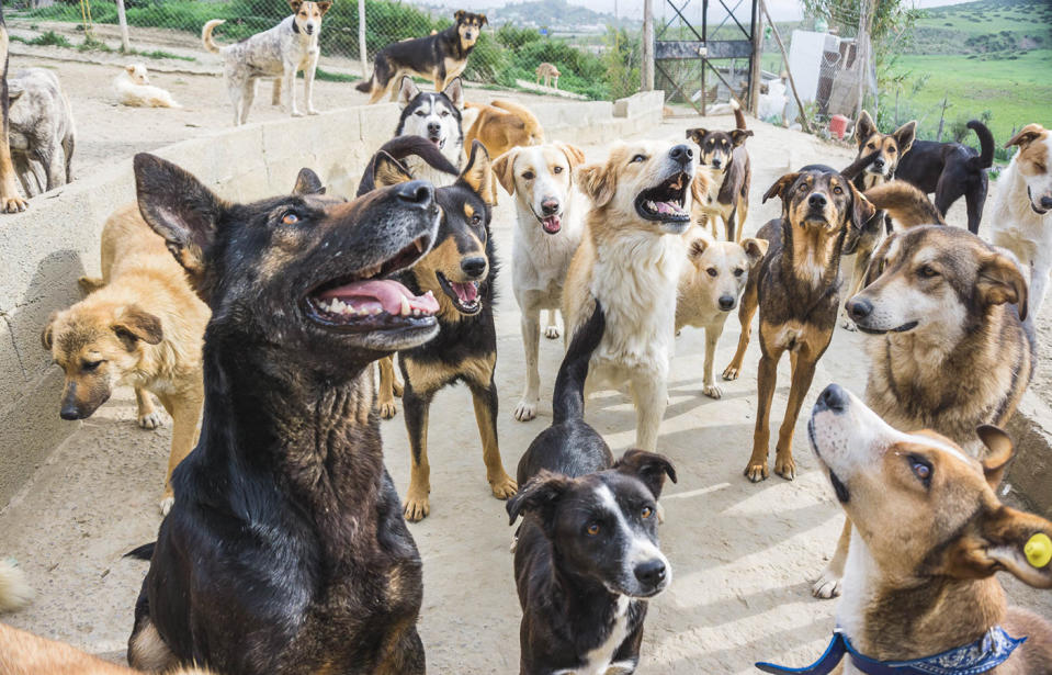 The animal sanctuary in Morocco is home to over 500 animals, with many cats and dogs housed there having amputated limbs and <span>ongoing expensive medical conditions. </span>Source: Media Drum Images/Australscope