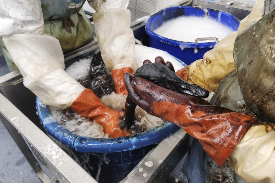 In this photo provided by International Bird Rescue, staff wash geese found trapped in the La Brea Tar Pits in Los Angeles on Aug. 1, 2023. Los Angeles Animal Services attended the birds first before taking the living geese to the International Bird Rescue, a nonprofit that specializes in rescuing and rehabilitating birds from oil spills. (Kadi Erickson/International Bird Rescue via AP)