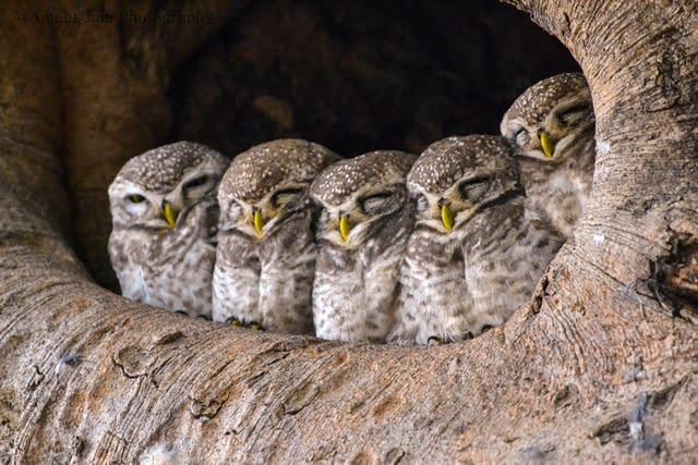 Baby owls snoozing are seriously cute