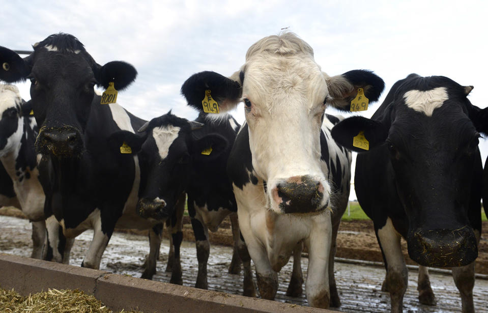 Dairy cows looking into camera. Source: AAP