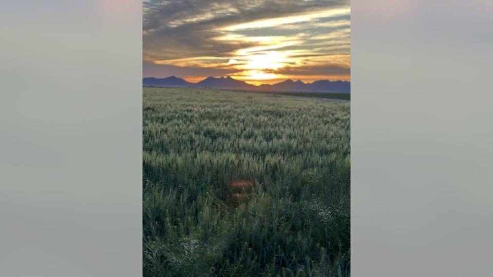<div>This snap might look more like the great plains than the desert, but we promise you this is Coolidge, Arizona. Thanks to Cayle Ferguson for the submission!</div>