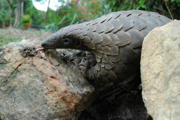 A Temminck's ground pangolin licks up insects.