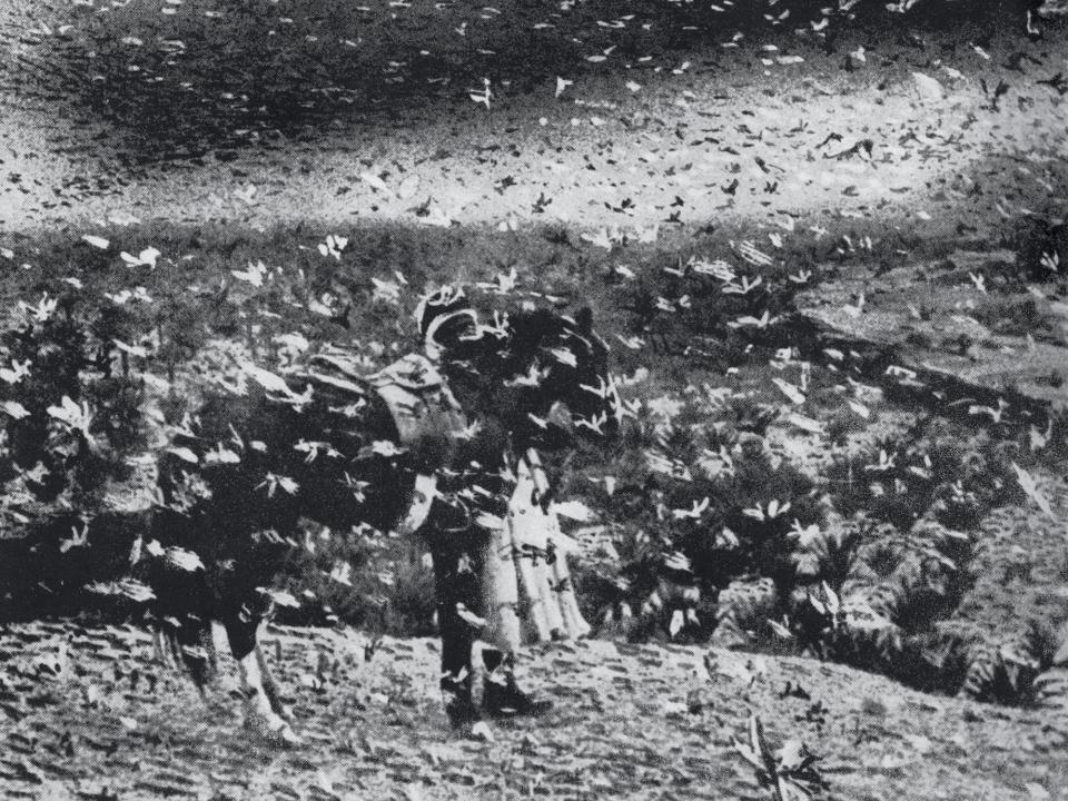 Historic image of locust swarm