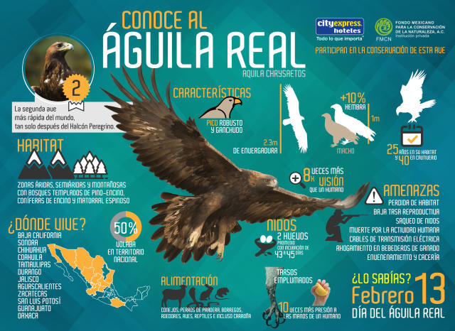 Águila real, una especie amenazada