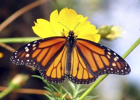 A monarch butterfly is seen in an undated handout picture taken in Oklahoma City, Oklahoma. REUTERS/Leslie Ann Miller/Handout via Reuters