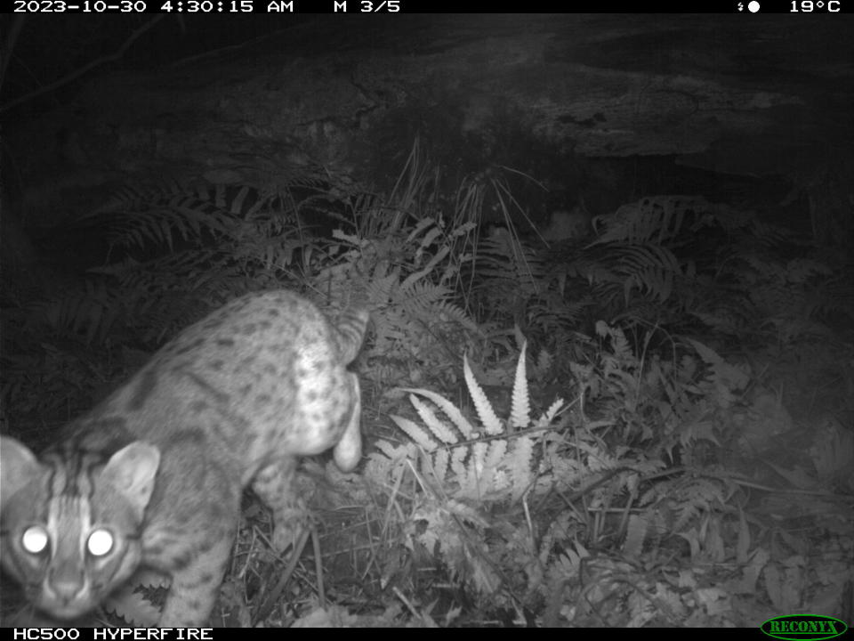 宜蘭大學森林暨自然資源學系野生動物生態研究團隊，在宜蘭縣大礁溪實驗林場使用自動相機研究生態時，意外拍攝到一隻石虎的身影。（圖／宜蘭大學提供）