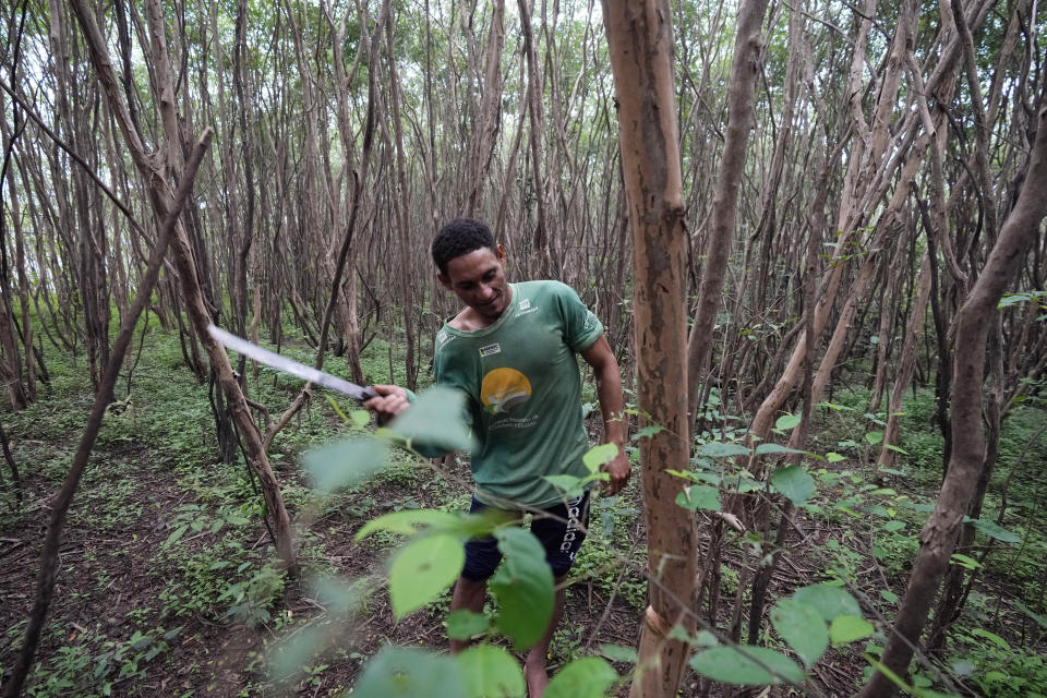 Marcos Aurelio Canuto cuts wood from forest to use for kill the pirarucu fish, in San Raimundo settlement lake, Carauari, Brazil, Tuesday, Sept. 6, 2022. When the fishers catch one, they haul in the net and club the fish in the head. Then they put it in their small boat. When it's very heavy, two or three men are required to do the job. (AP Photo/Jorge Saenz)