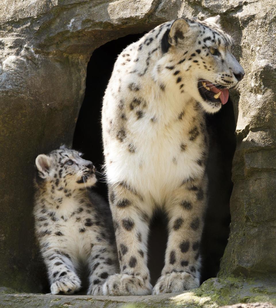 Irina the snow leopard and one of her litter of three 12 week old cubs at Marwell Zoo near Winchester as they consider venturing out for the first time.