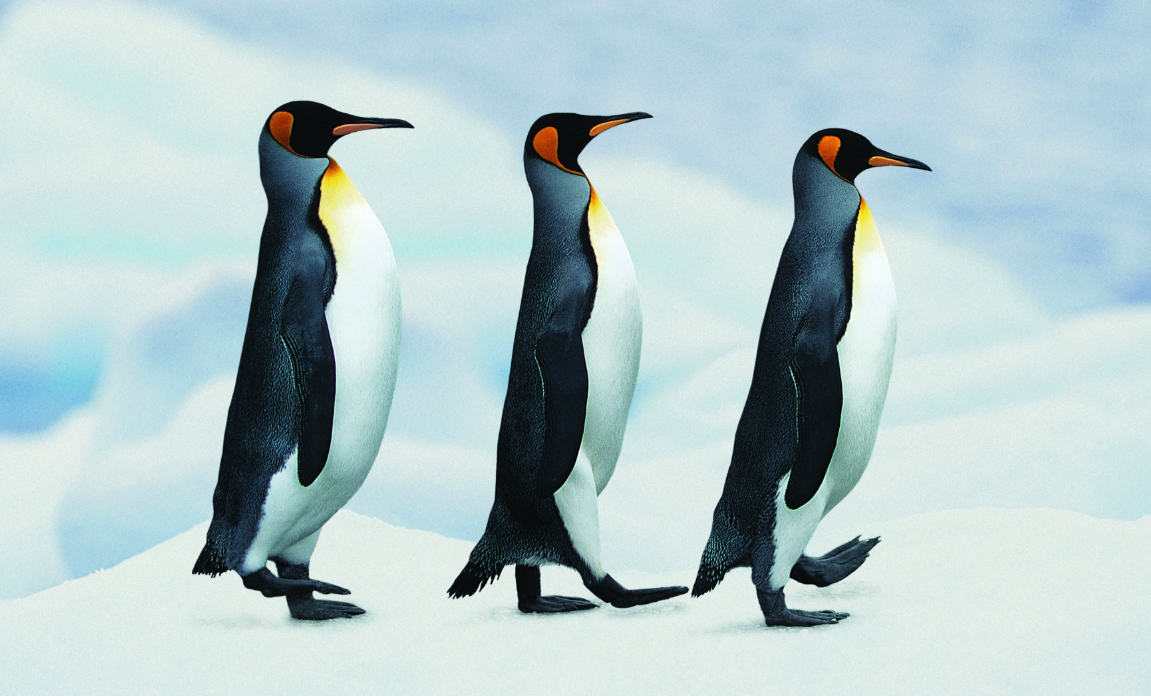 The ancient penguins were reportedly the same size as an adult human