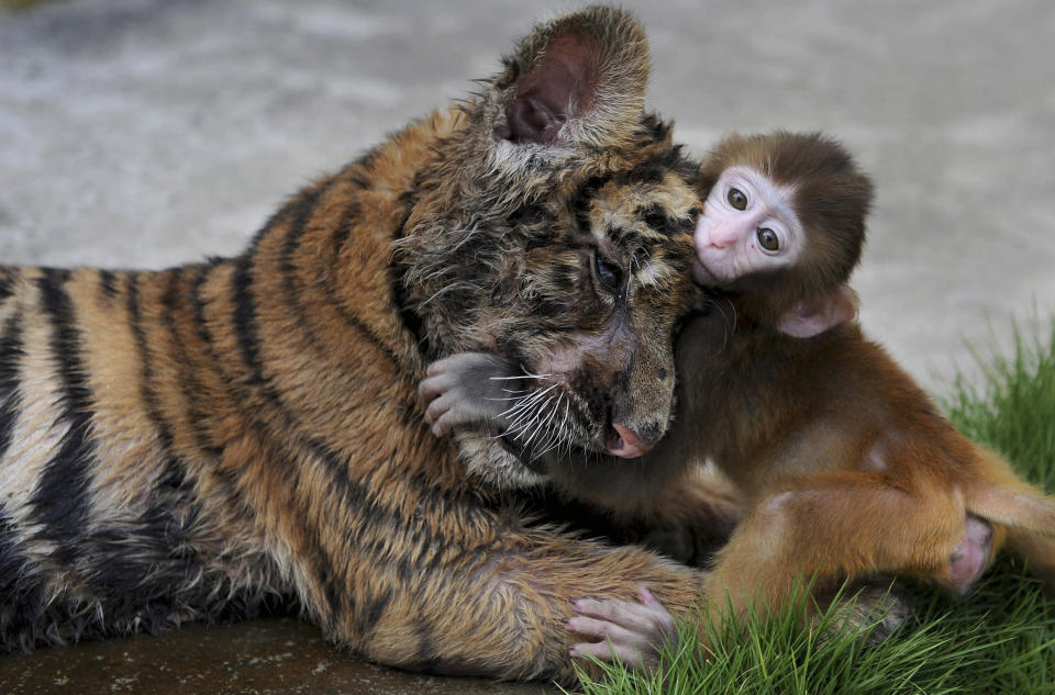 A baby rhesus macaque (Macaca mulatta) plays with a tiger cub at a zoo in Hefei, Anhui province. REUTERS/Stringer