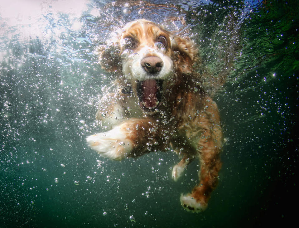 Underwater Dogs