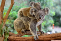 Mother koala with baby on her back, on eucalyptus tree.