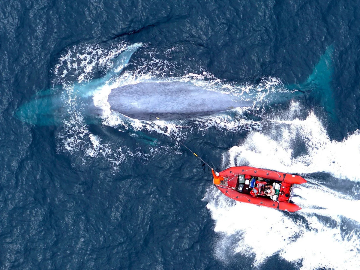 Orcas observed devouring the tongue of a blue whale just before it dies in first-ever documented hunt of the largest animal on the planet