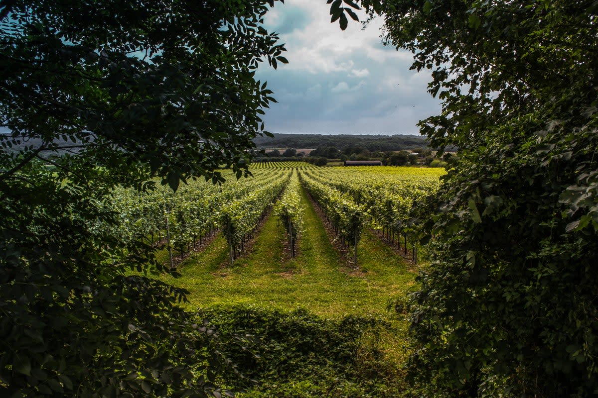 While the climate crisis will overall mean more extreme weather events in the UK, some sectors –  including British winemakers – may also see benefits (Getty Images/iStockphoto)