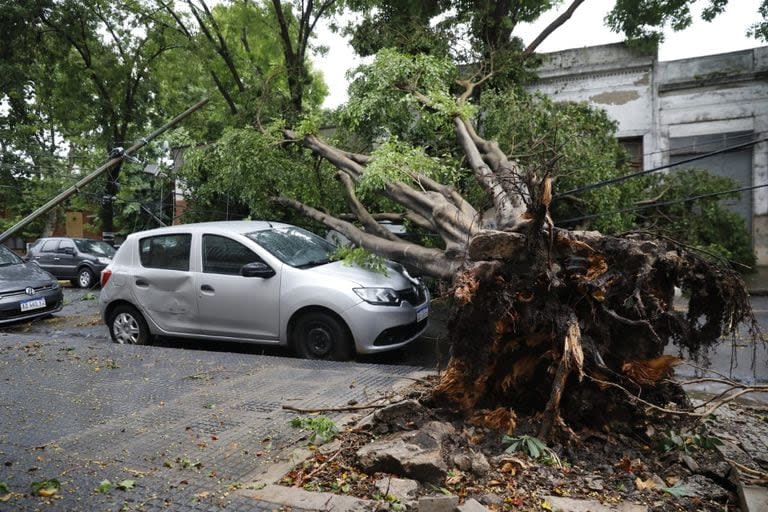 Otro árbol caído en Villa Urquiza