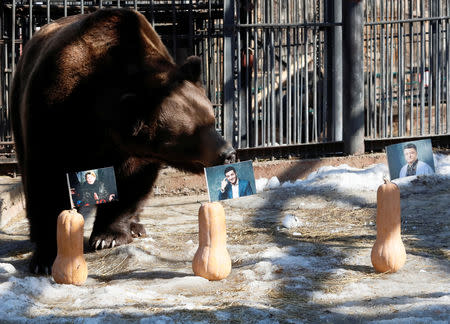 Buyan, a male Siberian brown bear, approaches photographs of candidates (R-L) Petro Poroshenko, Volodymyr Zelenskiy and Yulia Tymoshenko, which are attached to pumpkins, while attempting to predict the winner of the Ukrainian presidential election during an event at the Royev Ruchey Zoo in Krasnoyarsk, Russia March 28, 2019. REUTERS/Ilya Naymushin