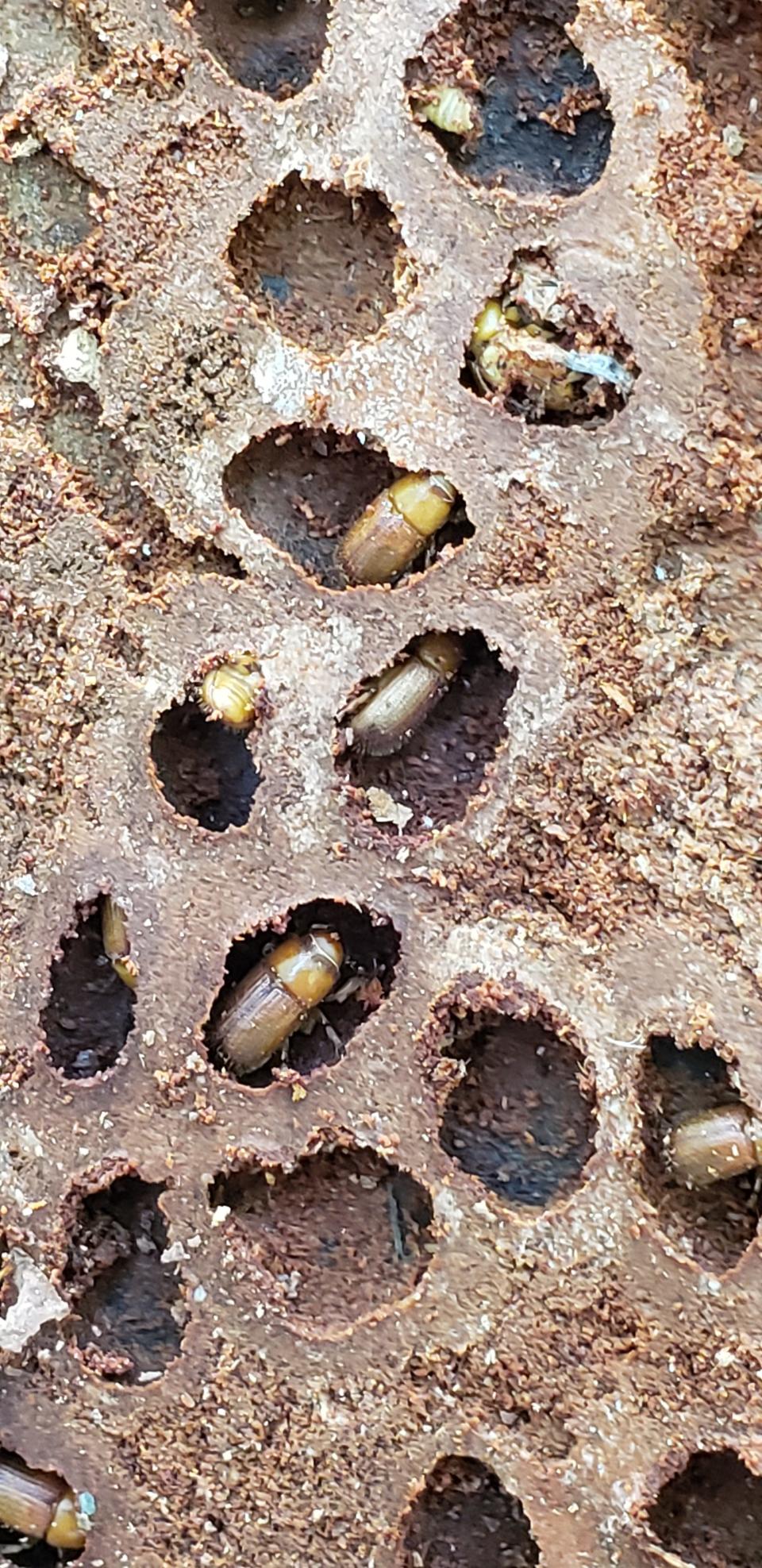 Newly emerged adults of the black turpentine beetles in their cells/chambers with empty chambers of flown beetles.