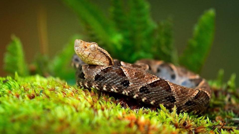 Bothrops atrox