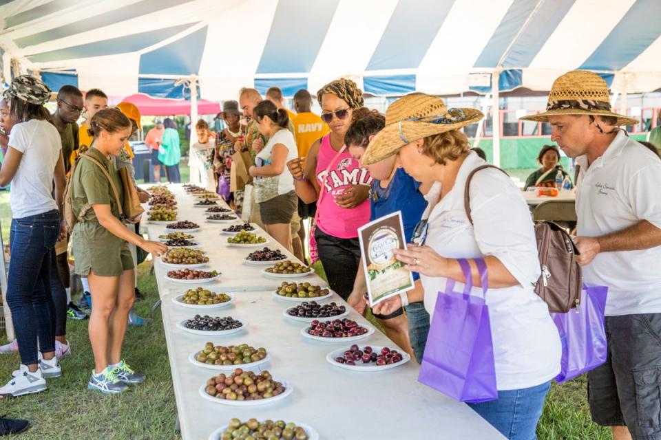 Grape Harvest Festival returns from 8 a.m. to 4 p.m. Saturday, Aug. 20 at the FAMU Center for Viticulture and Small Fruit Research, 6361 Mahan Drive, Tallahassee.