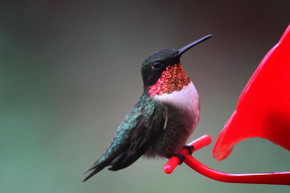 A male ruby-throated hummingbird pauses from feeding to make sure his surroundings are safe.