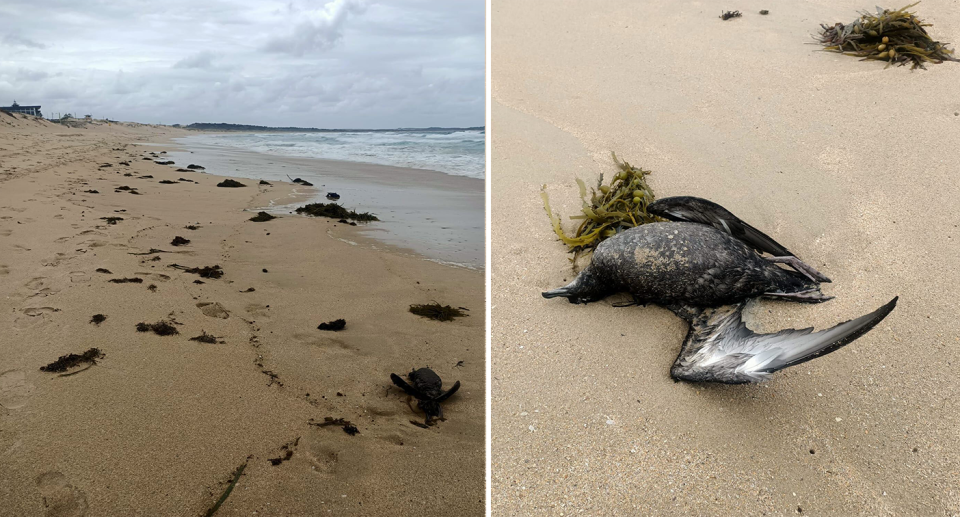 The beach at Cronulla (left). A dead shearwater on the sand (right)