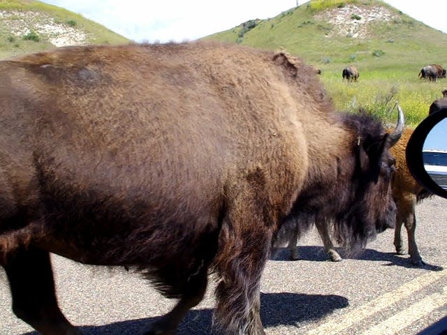 Bison were among the first animals that zoos worked to protect.