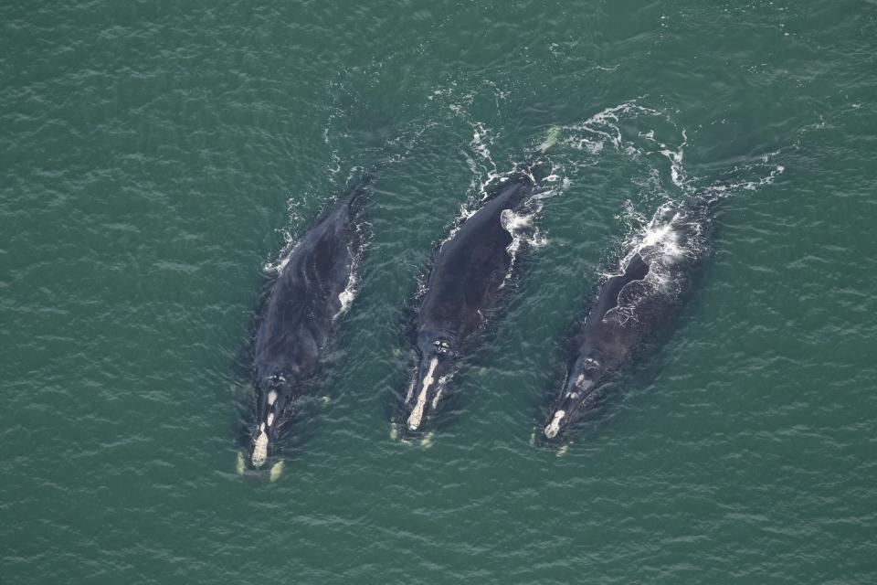 This trio of right whales were seen off Amelia Island, Florida on Dec. 11, 2021. They include catalog #3890 "Babushka," Catalog #3946, and Catalog #4190 "Curlew." Researchers say it's crucially important to protect these critically endangered whales if their population has any chance of recovery.