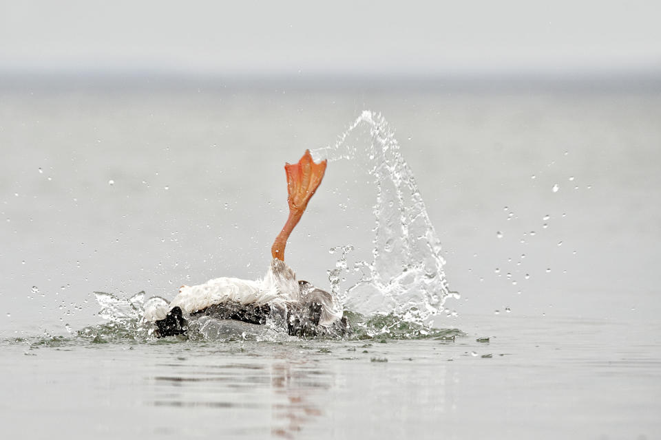 Ein nasses Gänsefüßchen. (Bild: Getty Images)