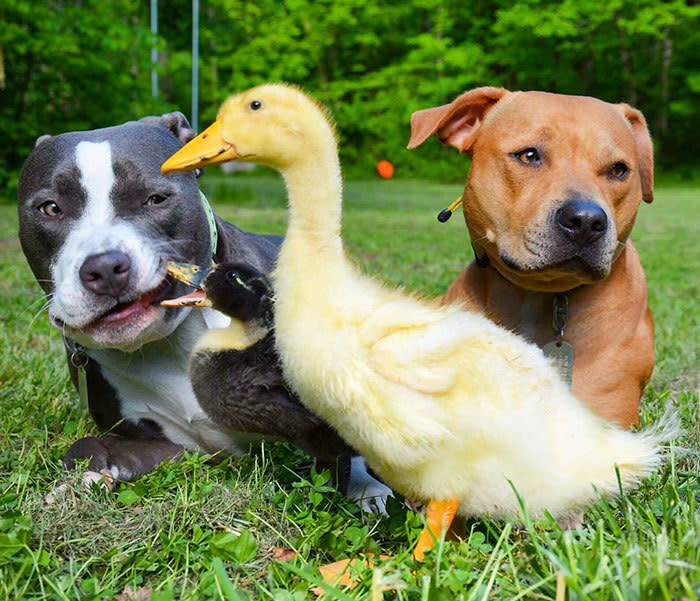 Los últimos en llegar. Los patitos fueron los que terminaron de completar a la familia, y “fue amor a primera vista”, según relató su dueña a BoredPanda.