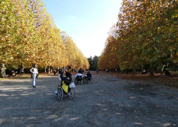 紅葉季節的懸鈴木林蔭道